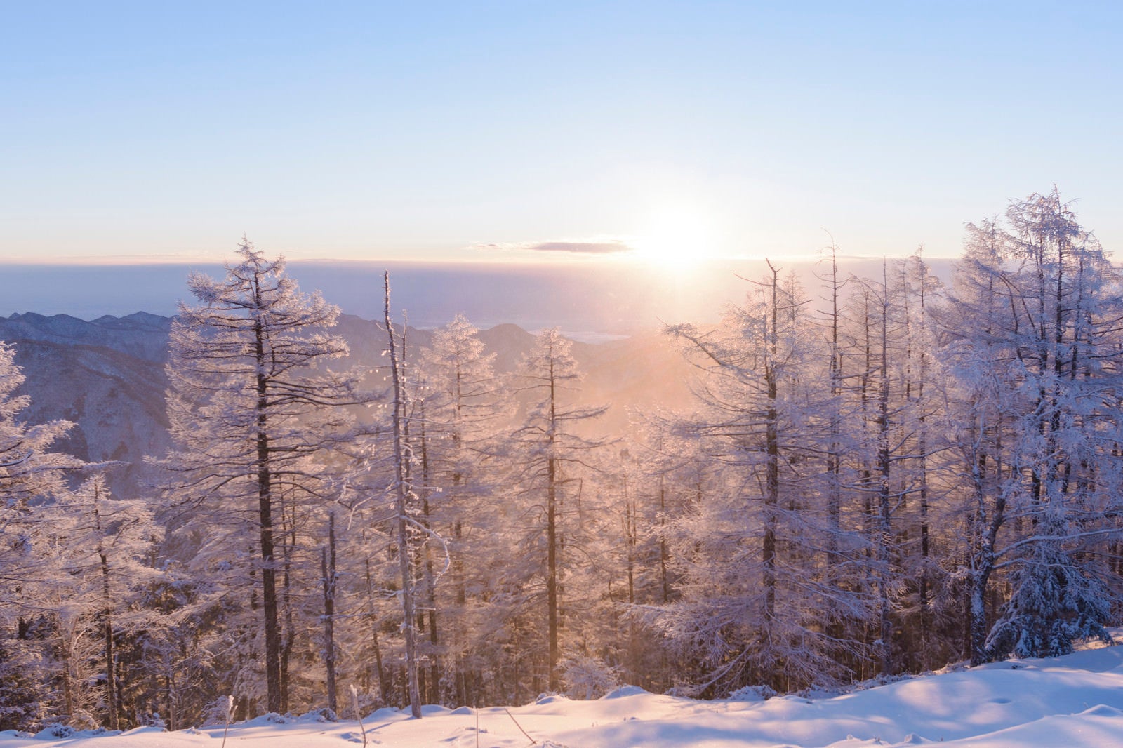 「朝日に輝く霧氷（雲取山）」の写真