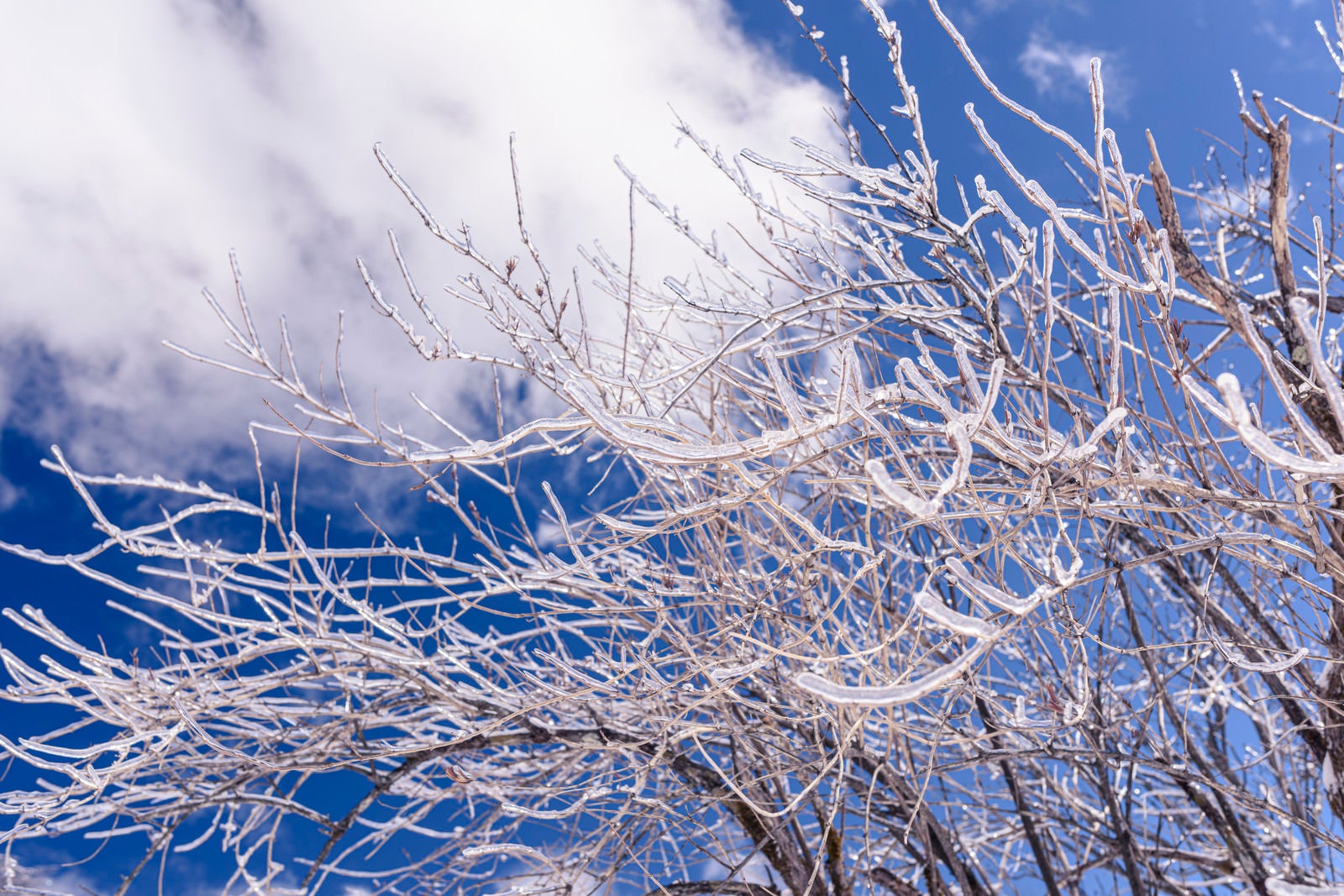 「枝一つ一つが凍った木（雲取山）」の写真