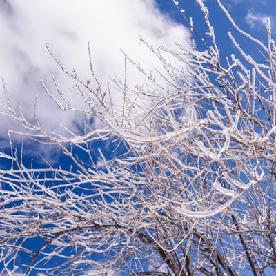 枝一つ一つが凍った木（雲取山）の写真