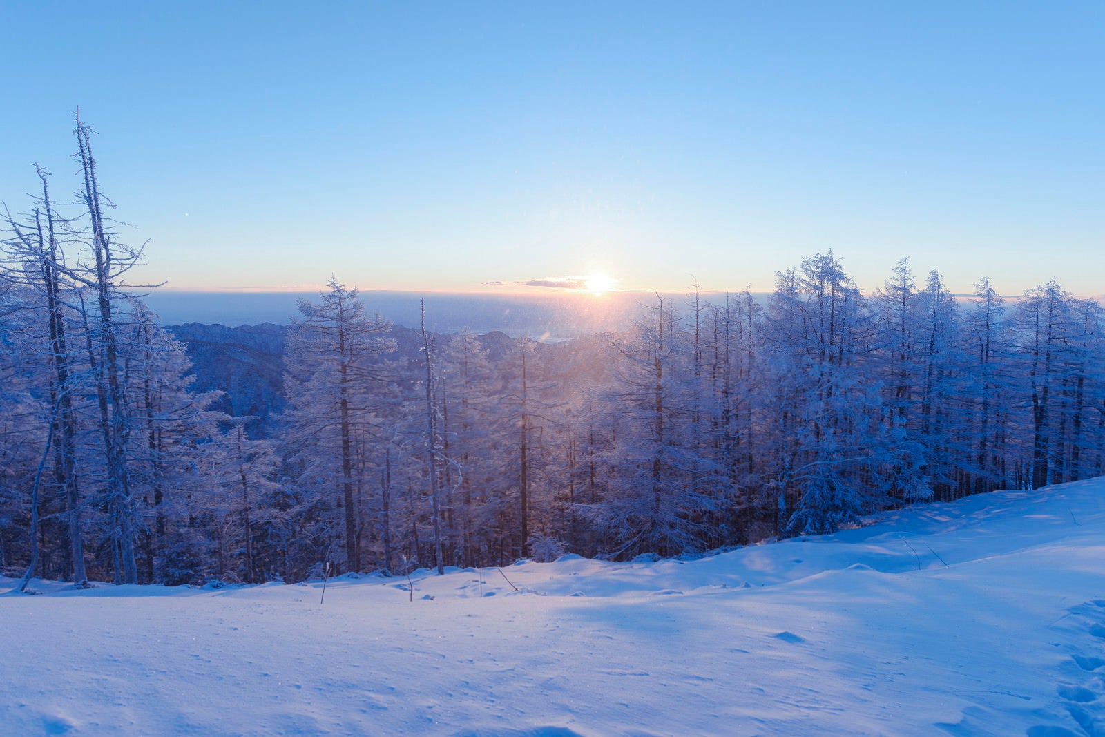 「登りゆく朝日と雲取山の霧氷」の写真