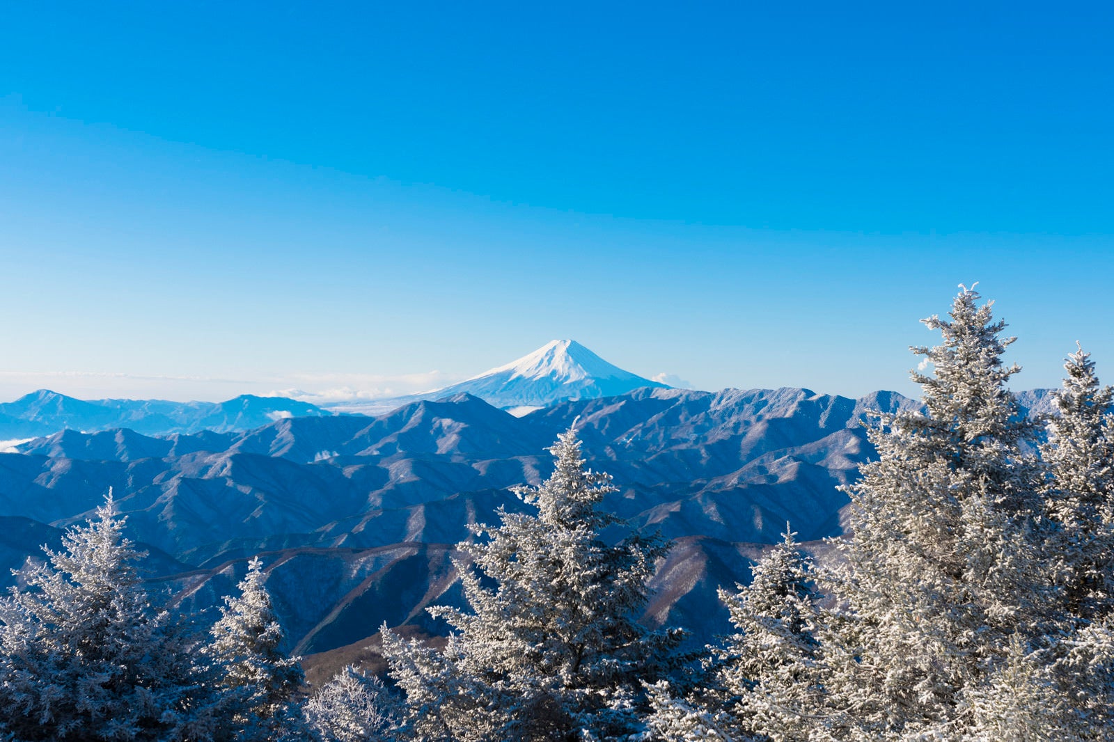 「霧氷と富士山（雲取山）」の写真