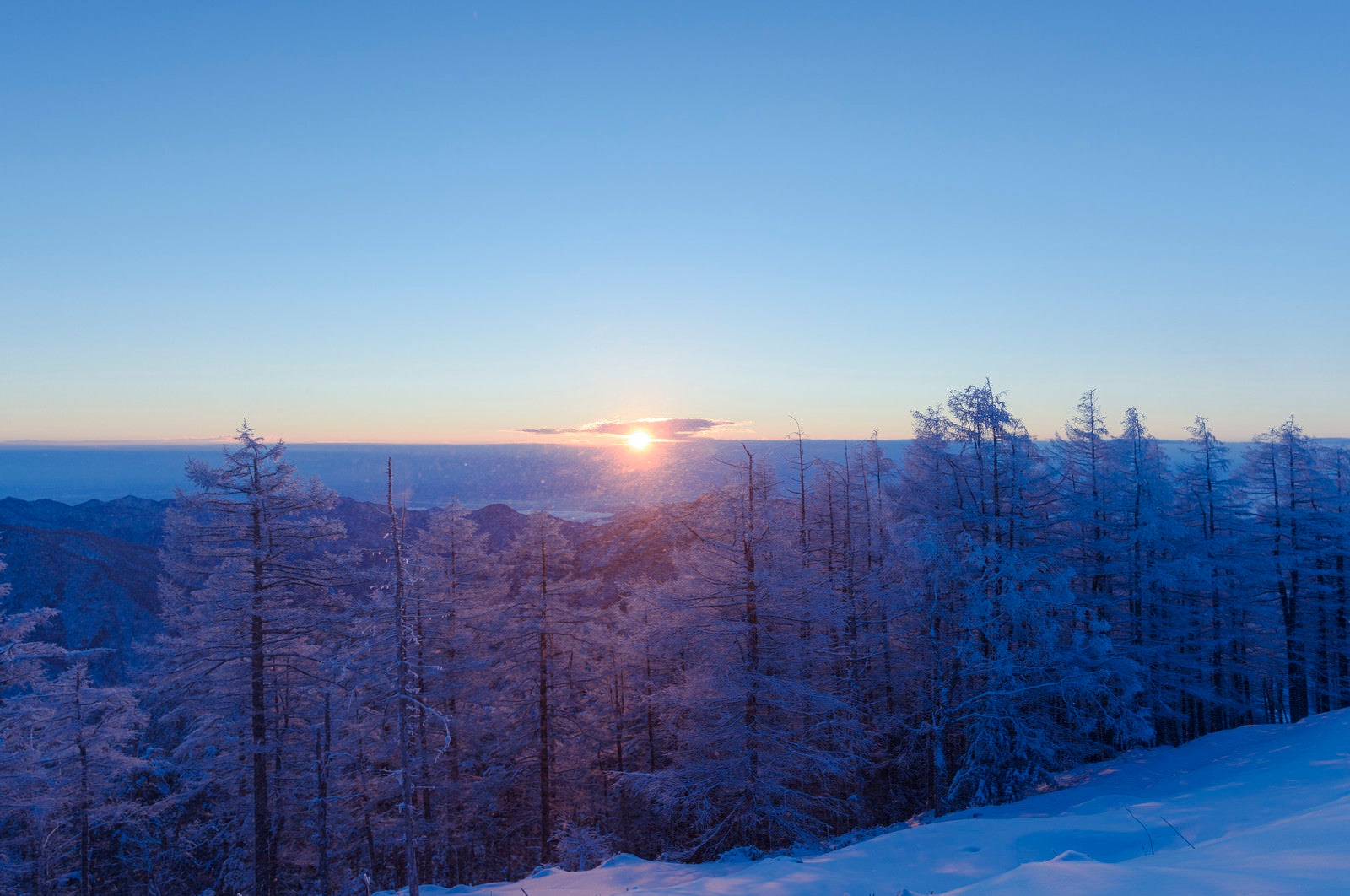 「霧氷の木々と登りゆく太陽（雲取山）」の写真