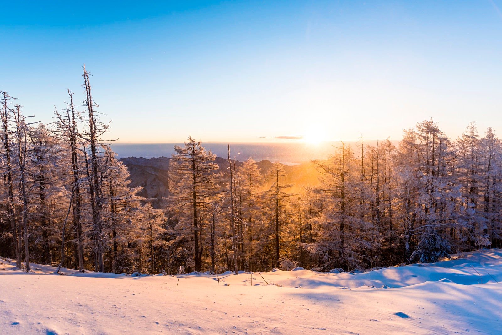 「黄金色の朝日と雪景色（雲取山）」の写真