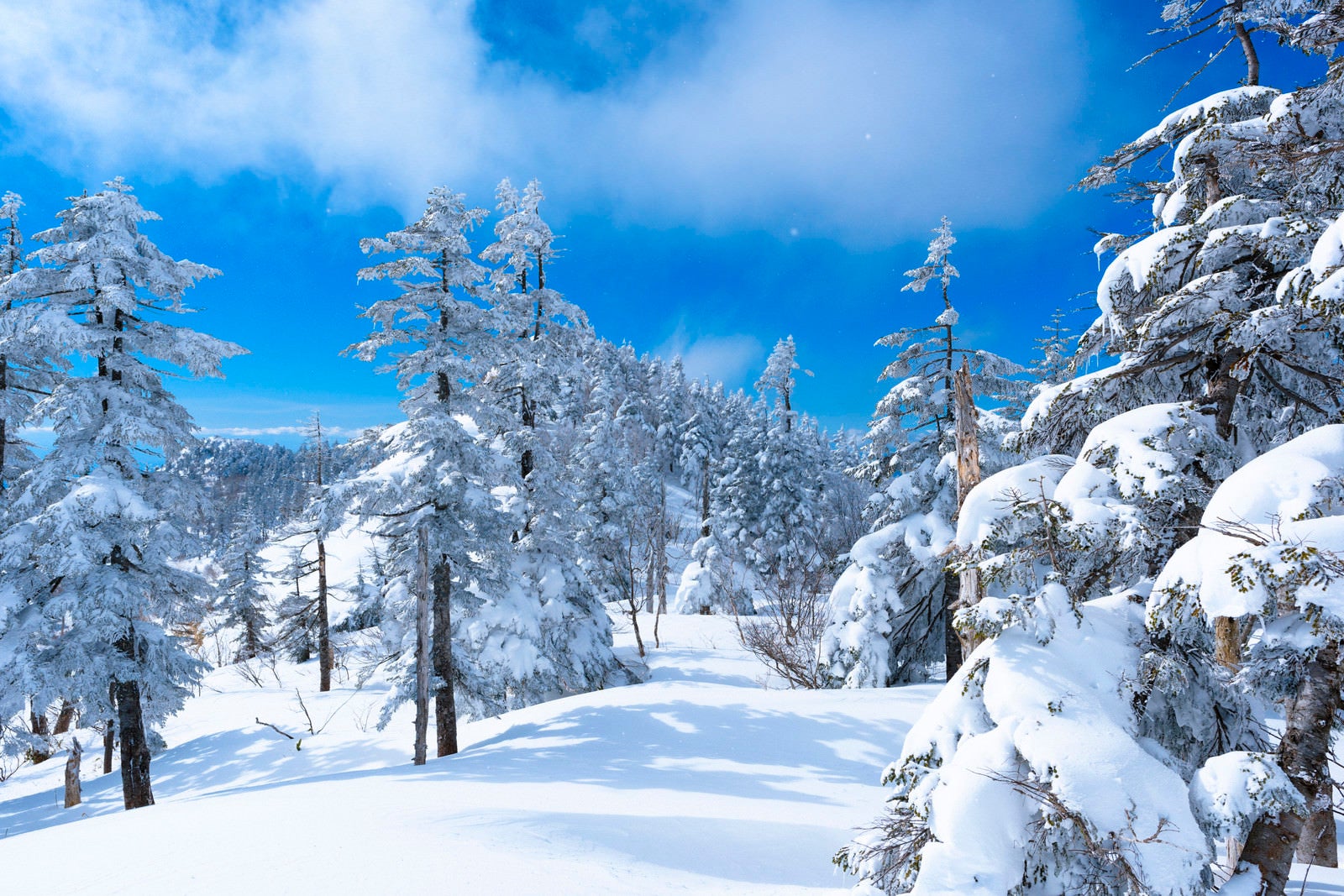 「降雪直後の上州武尊山の森」の写真