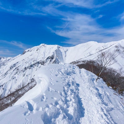 新雪の中につけられたトレース（谷川岳）の写真