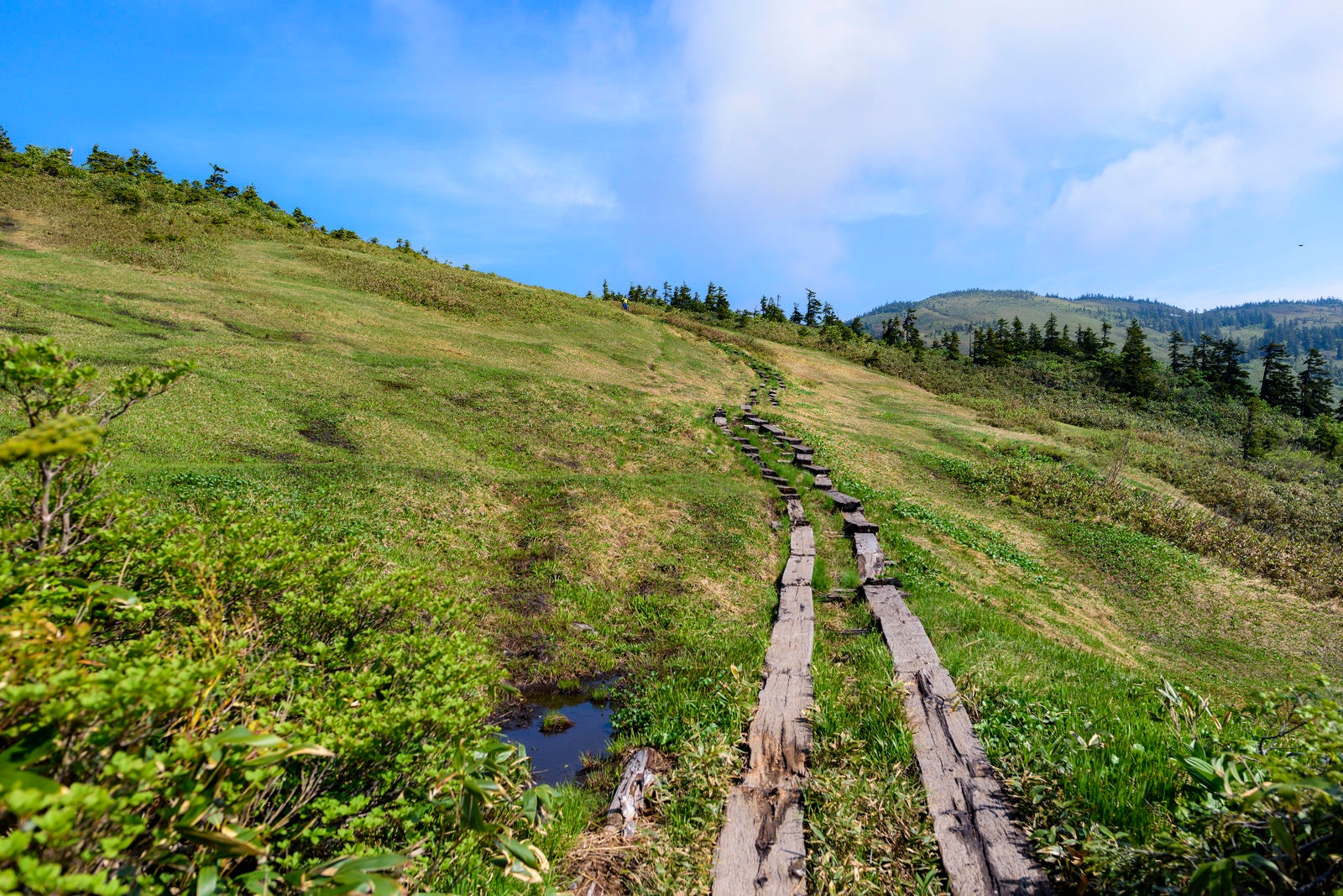 「津駒ヶ岳の山頂へと続く木道」の写真