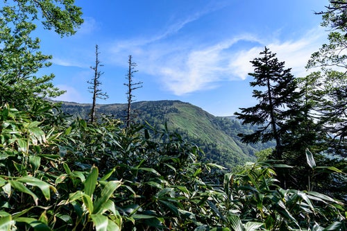 木々の間から見える会津駒ヶ岳の稜線の写真