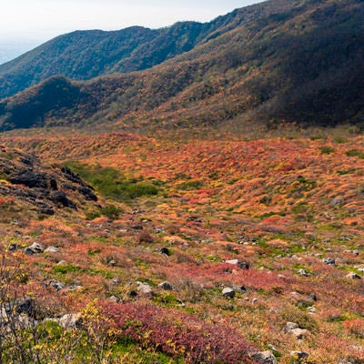 牛ヶ首へと向かう登山道の紅葉（那須岳）の写真