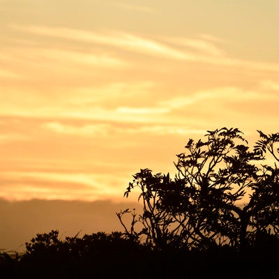 ナナカマドと夕日（巻機山）の写真