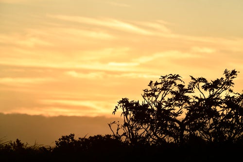 ナナカマドと夕日（巻機山）の写真