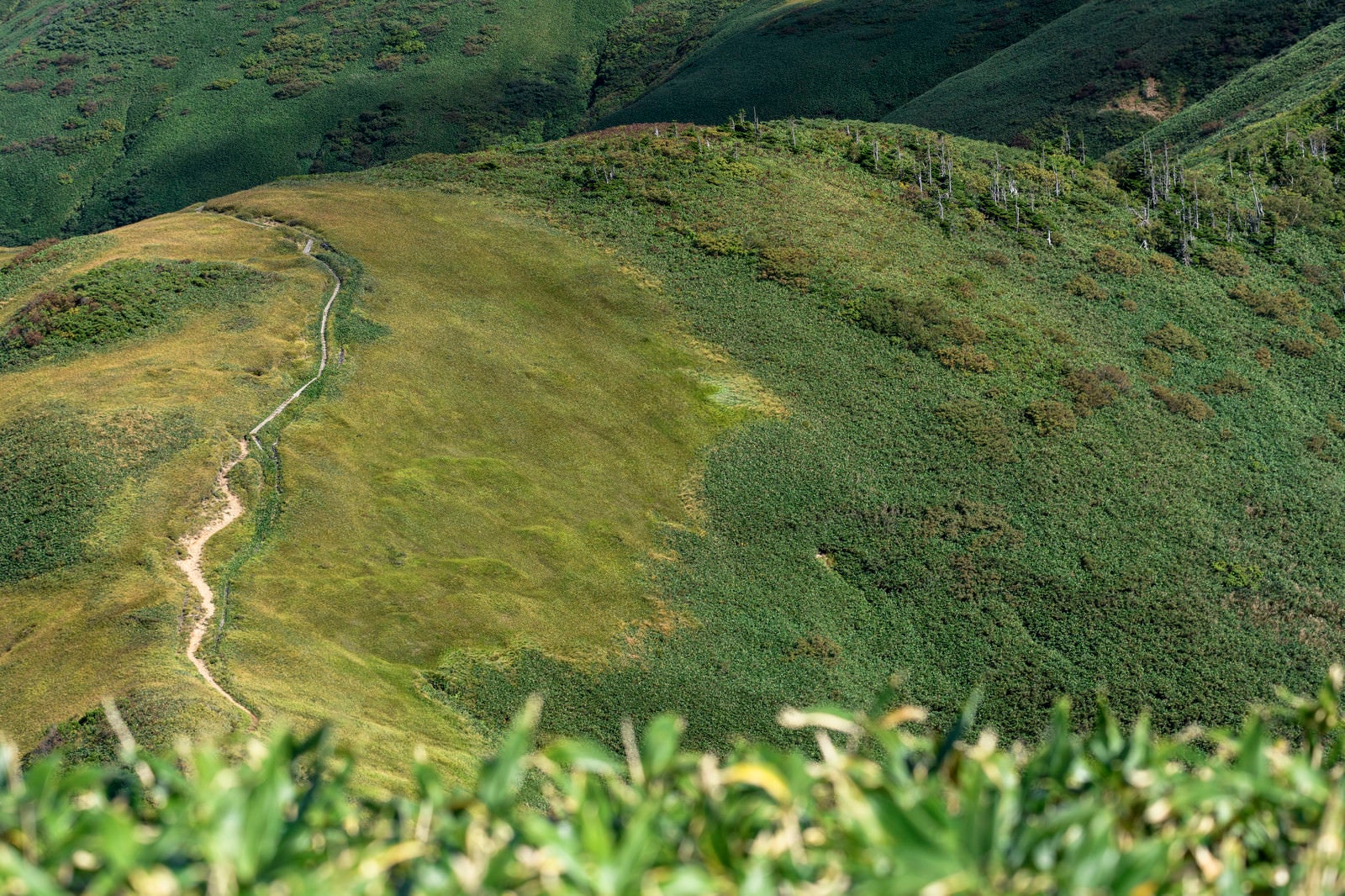 「割引山から見る巻機山の登山道」の写真