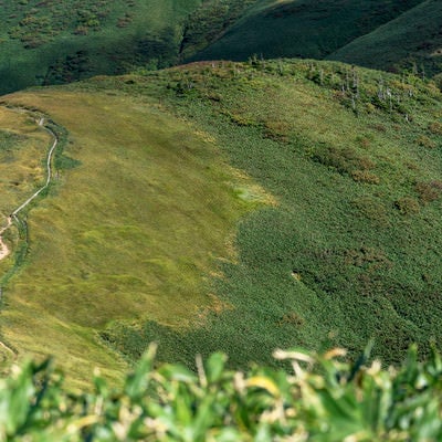 割引山から見る巻機山の登山道の写真