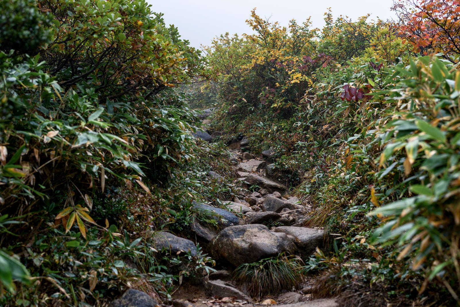 「雨に濡れた巻機山の登山道」の写真