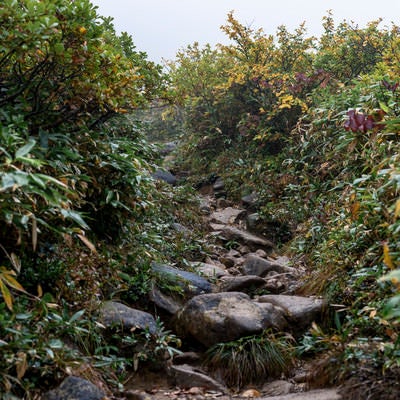 雨に濡れた巻機山の登山道の写真