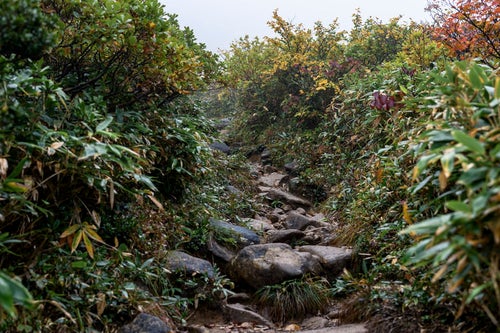 雨に濡れた巻機山の登山道の写真