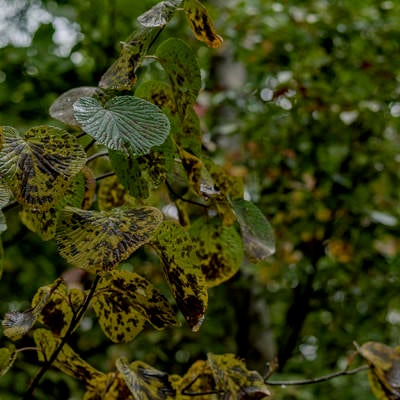 雨に濡れるまだら模様の葉（巻機山の山中）の写真