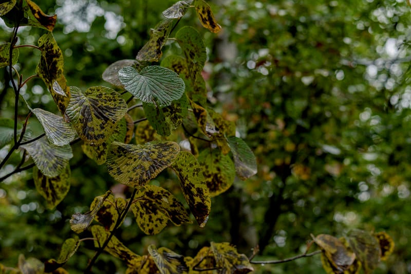 雨に濡れるまだら模様の葉（巻機山の山中）の写真
