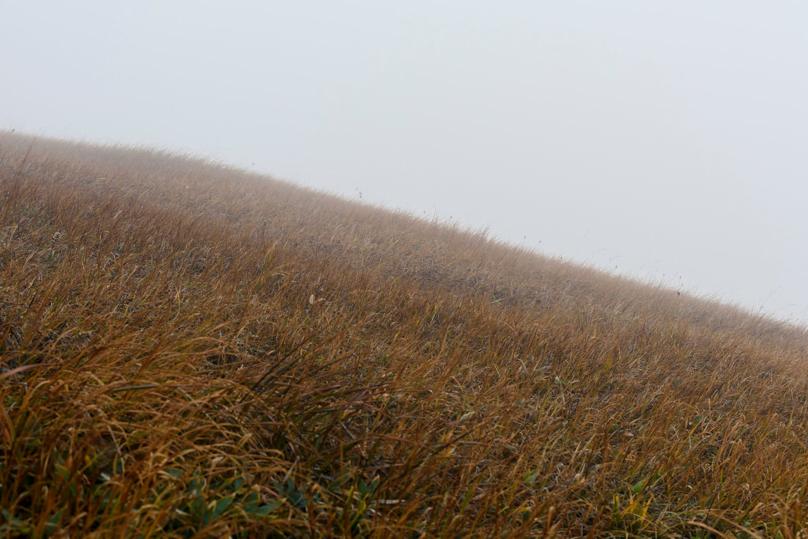 「霧に包まれた草紅葉の山肌（巻機山）」の写真