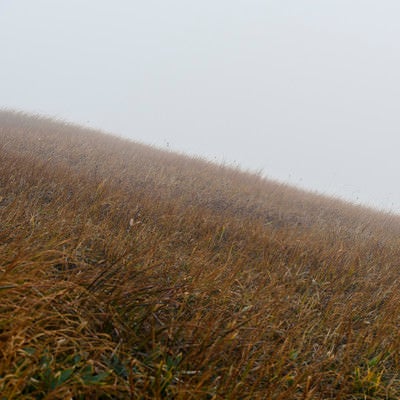 霧に包まれた草紅葉の山肌（巻機山）の写真
