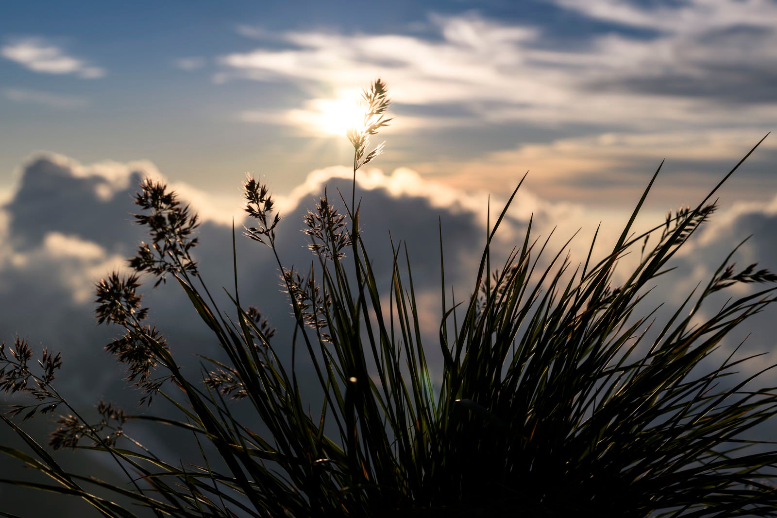 「夕日に揺れる足元の花（白馬岳）」の写真