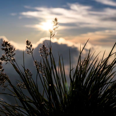 夕日に揺れる足元の花（白馬岳）の写真