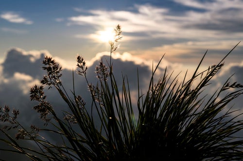 夕日に揺れる足元の花（白馬岳）の写真