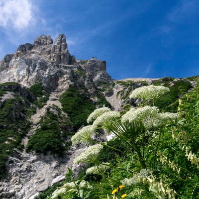 天狗菱と高山植物（白馬岳）の写真