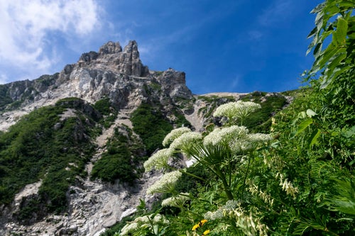 天狗菱と高山植物（白馬岳）の写真