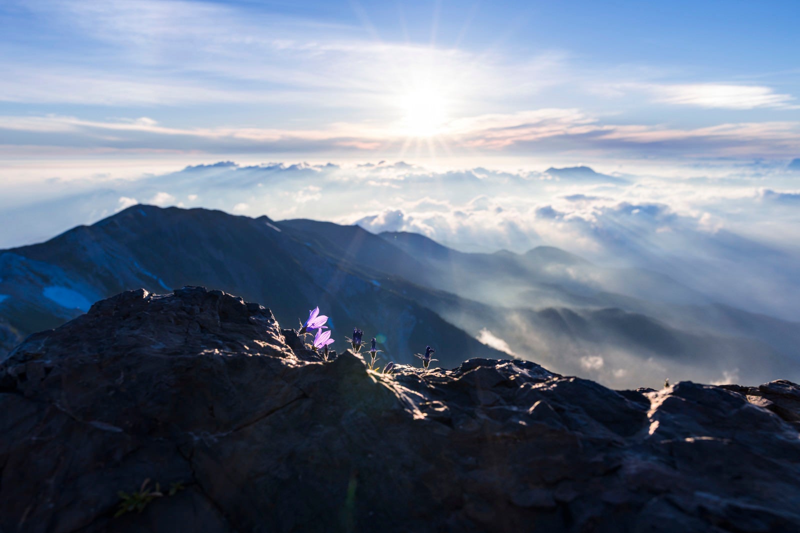 「朝日に輝く空とチシマギキョウ（白馬岳）」の写真