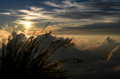 白馬岳の夕日と山野草の写真