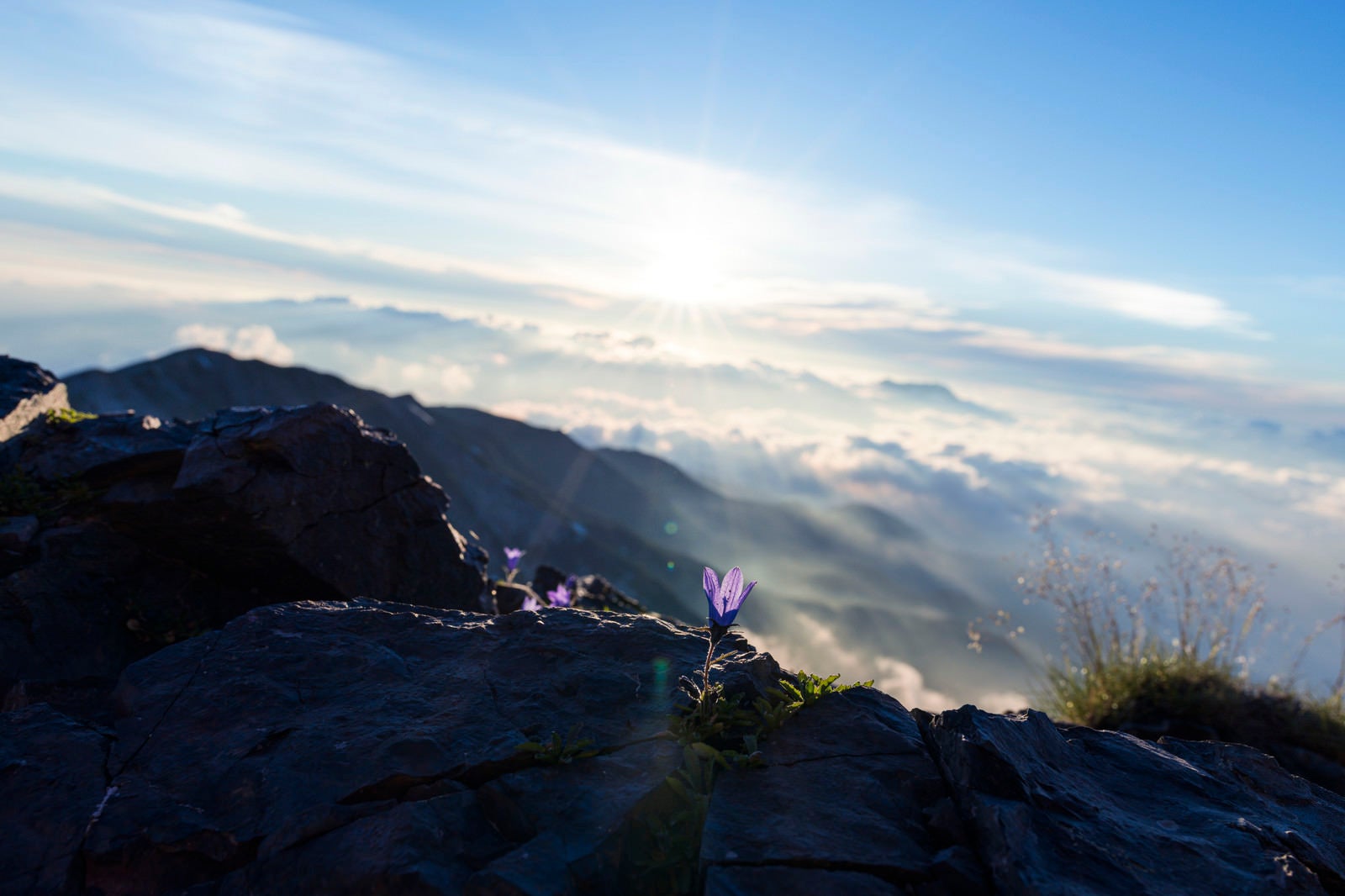 「白馬岳朝日とチシマギキョウ（高山植物）」の写真