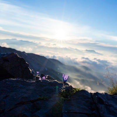 白馬岳朝日とチシマギキョウの写真