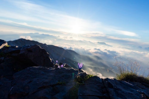 白馬岳朝日とチシマギキョウ（高山植物）の写真