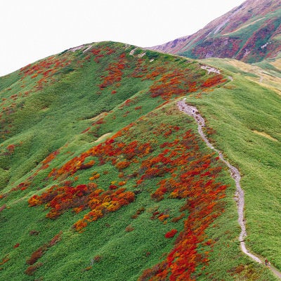 笹と紅葉に彩られた月山の登山道の写真
