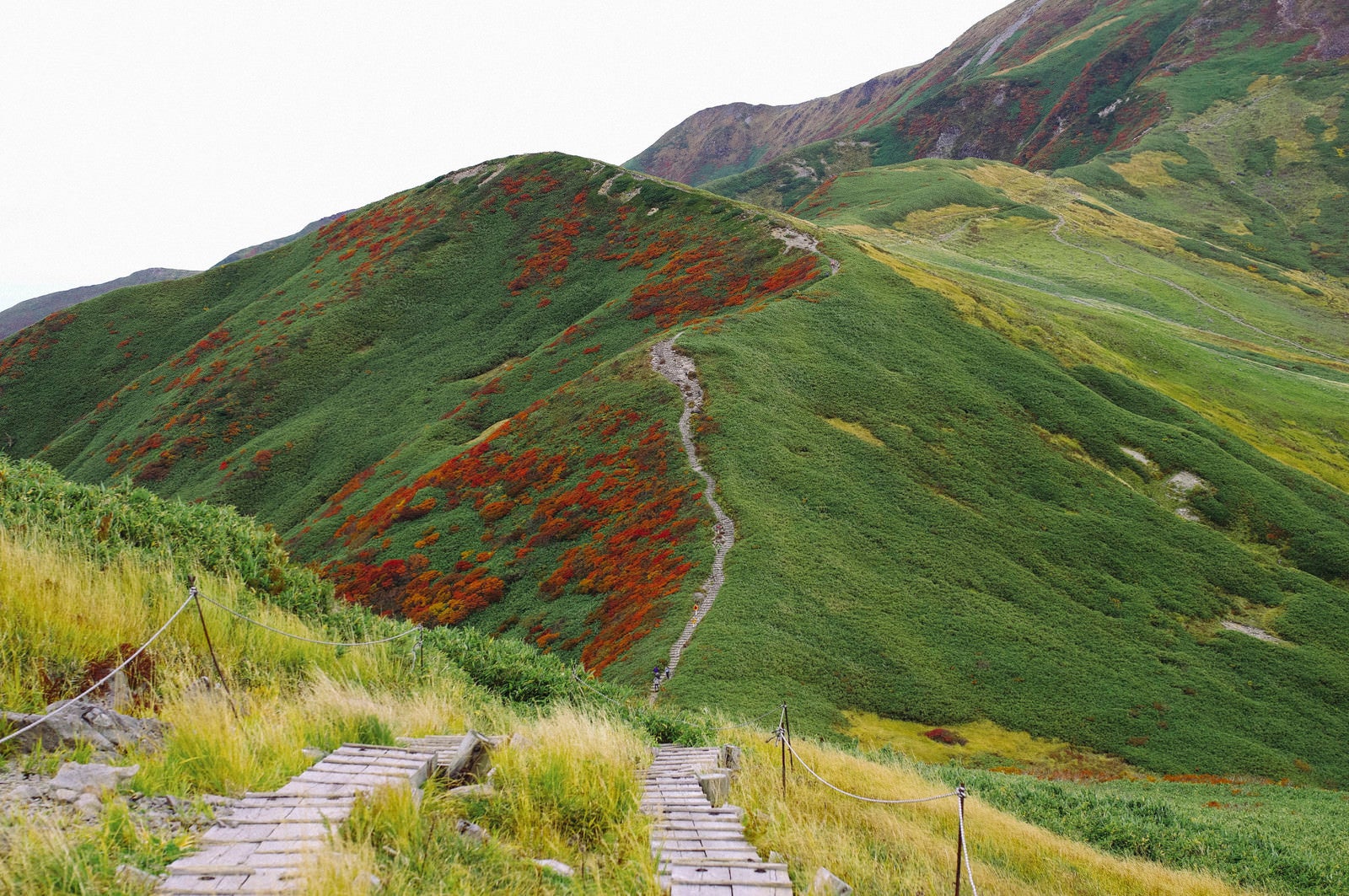 「紅葉のナナカマドが待つ登山道へと続く道」の写真