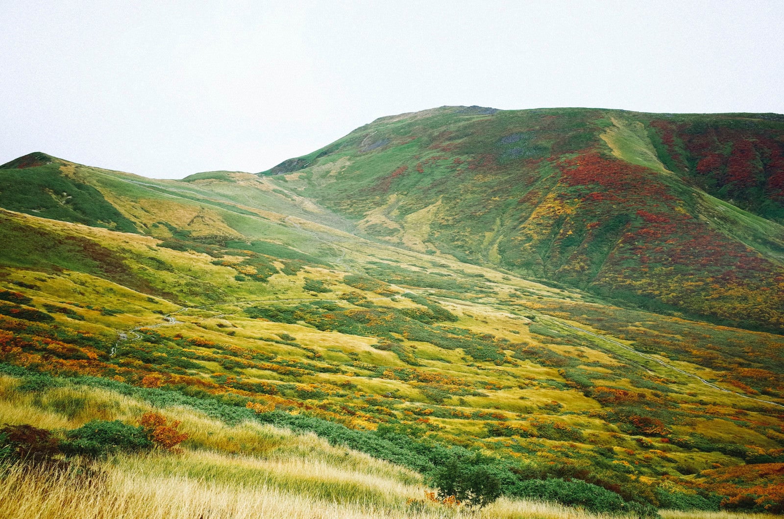 「草紅葉で金色になる月山中腹の景色」の写真
