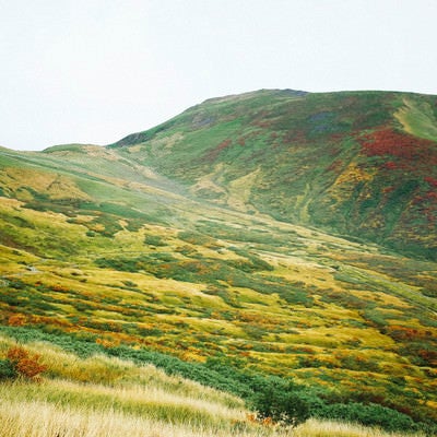 草紅葉で金色になる月山中腹の景色の写真