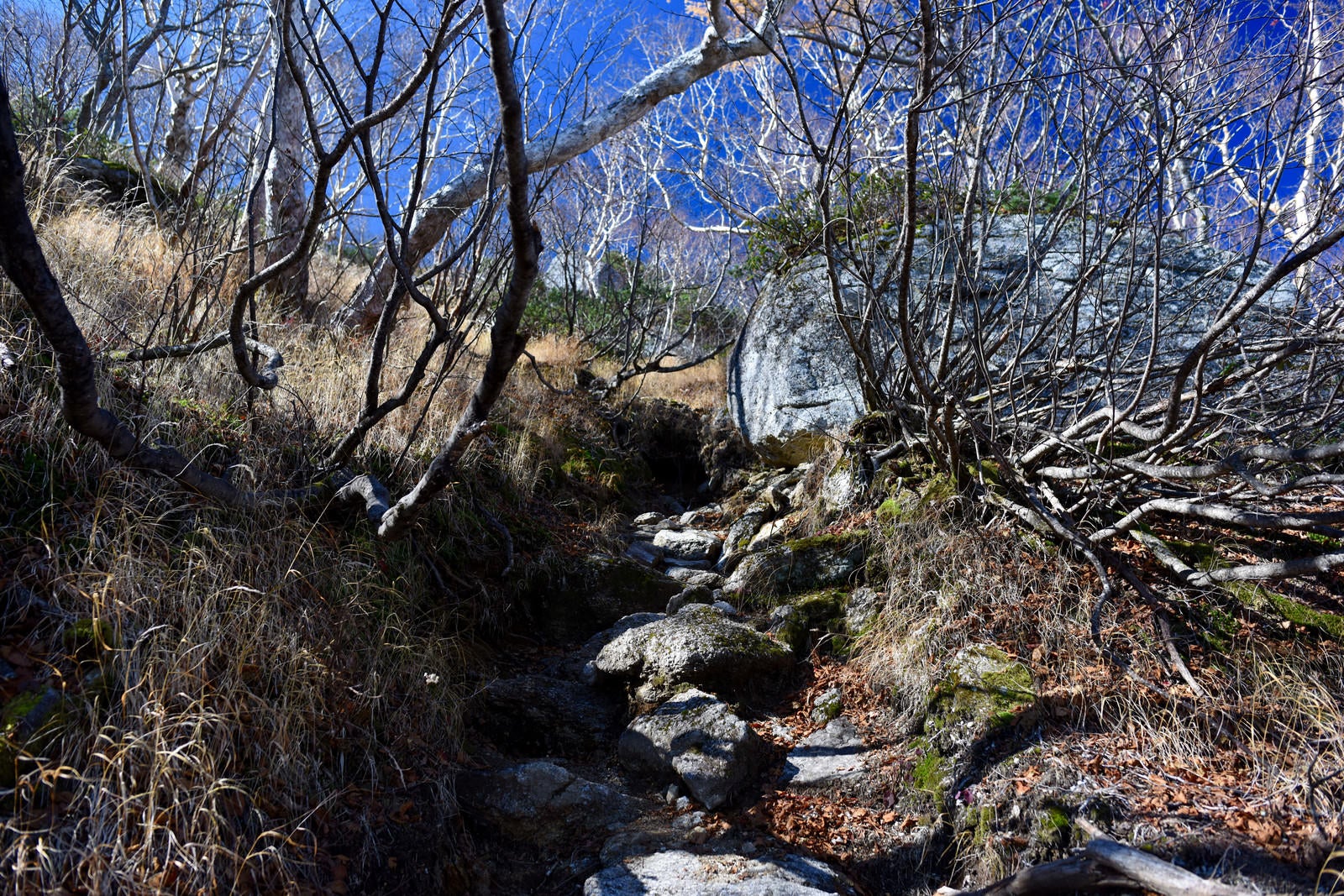 「冬枯れの木々の隙間を縫って登る登山道（甲斐駒ヶ岳）」の写真