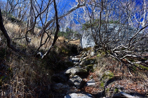 冬枯れの木々の隙間を縫って登る登山道（甲斐駒ヶ岳）の写真