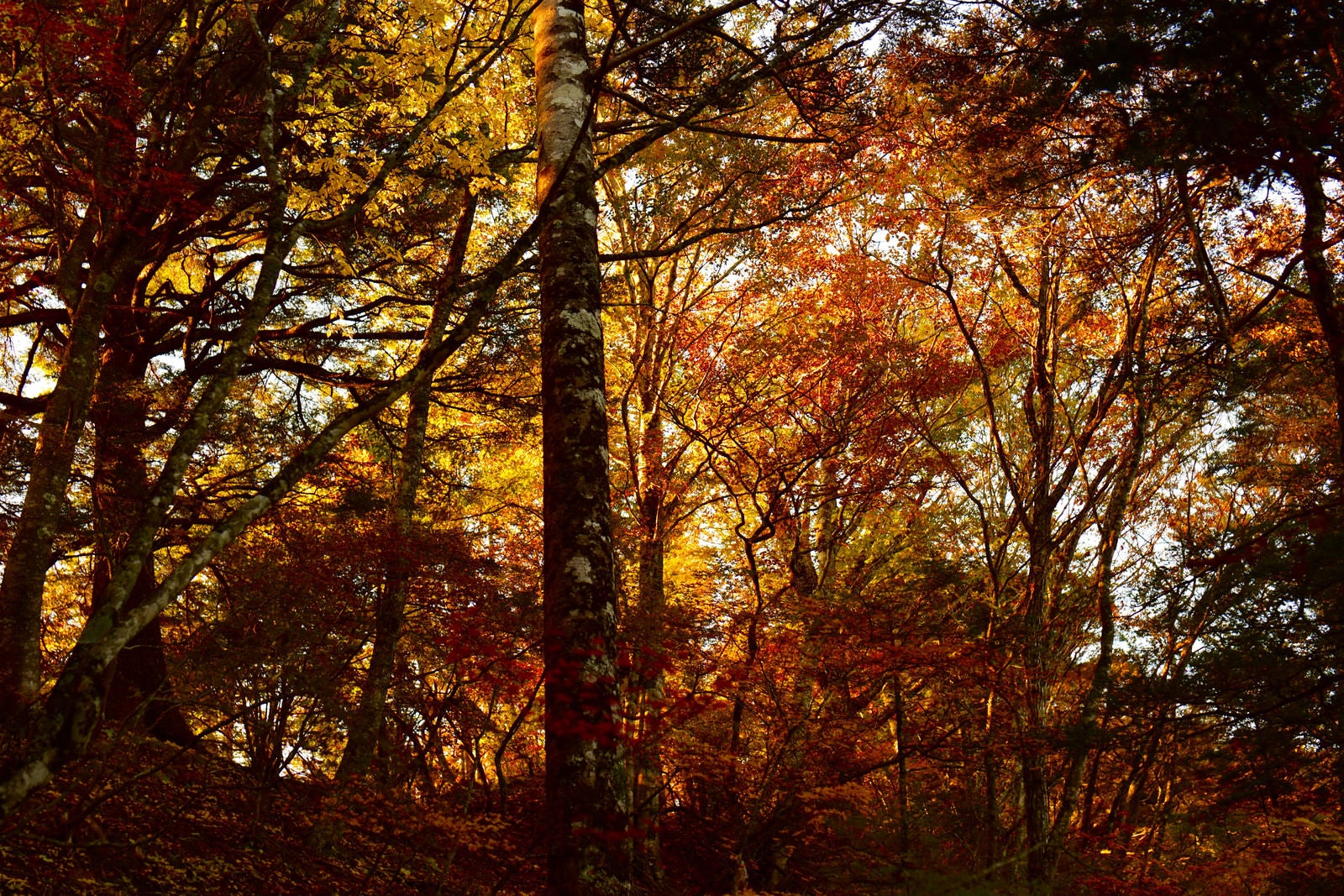 「朝日で燃える紅葉の森（甲斐駒ヶ岳）」の写真