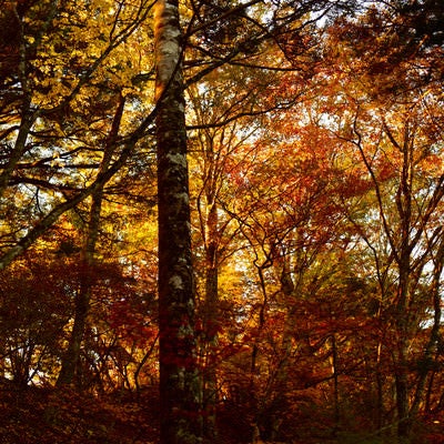 朝日で燃える紅葉の森（甲斐駒ヶ岳）の写真