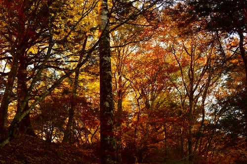 朝日で燃える紅葉の森（甲斐駒ヶ岳）の写真