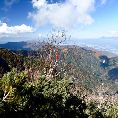 枯れ木に括りつけられた登山者用の目印（甲斐駒ヶ岳）の写真