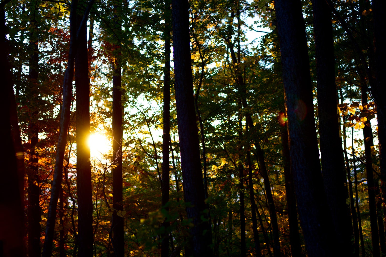 「森に差し込む朝日（甲斐駒ヶ岳）」の写真