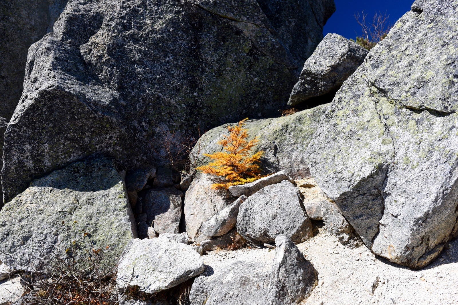 「岩と岩の間で紅葉する小さな唐松（甲斐駒ヶ岳）」の写真