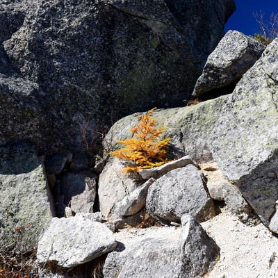 岩と岩の間で紅葉する小さな唐松（甲斐駒ヶ岳）の写真