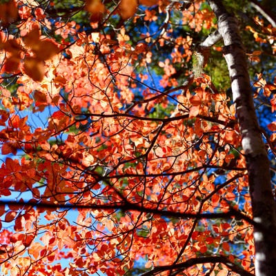 色づいた木々の葉（甲斐駒ヶ岳で撮影）の写真
