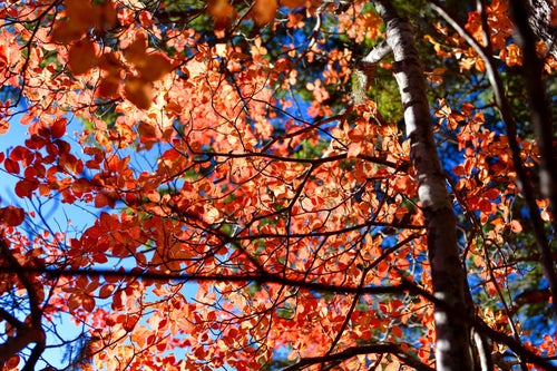 色づいた木々の葉（甲斐駒ヶ岳で撮影）の写真