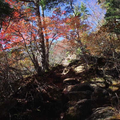 紅葉の木漏れ日が気持ち良い甲斐駒ヶ岳登山道の写真