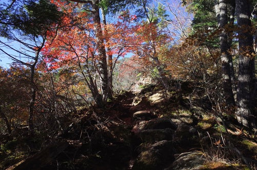 紅葉の木漏れ日が気持ち良い甲斐駒ヶ岳登山道の写真